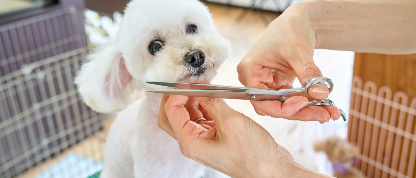 Salon Quality: Exactly How to Groom a Dog at Home Safely