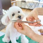 how to groom a dog