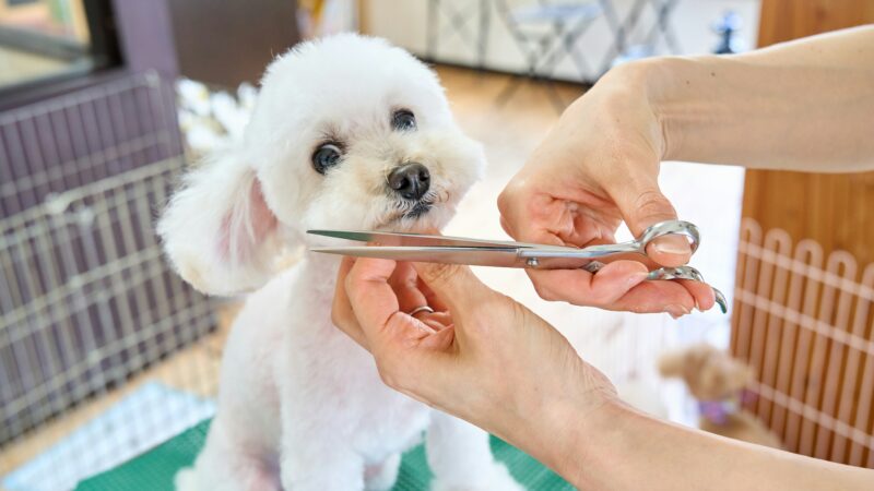 how to groom a dog