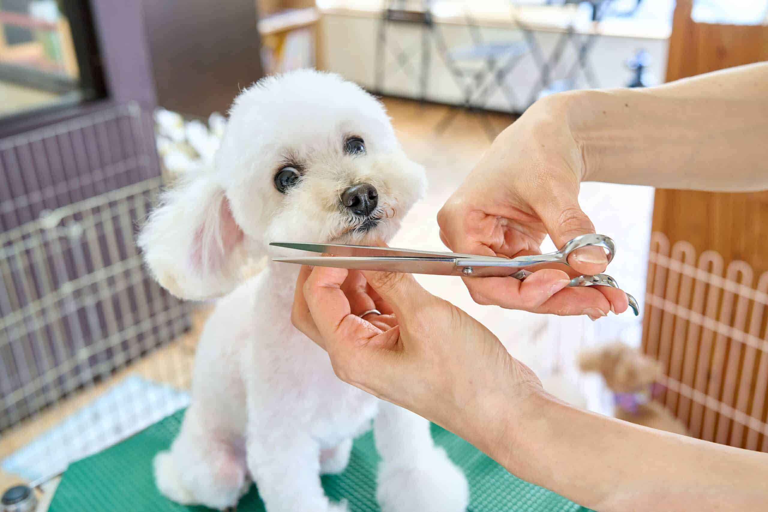 Salon Quality: Exactly How to Groom a Dog at Home Safely