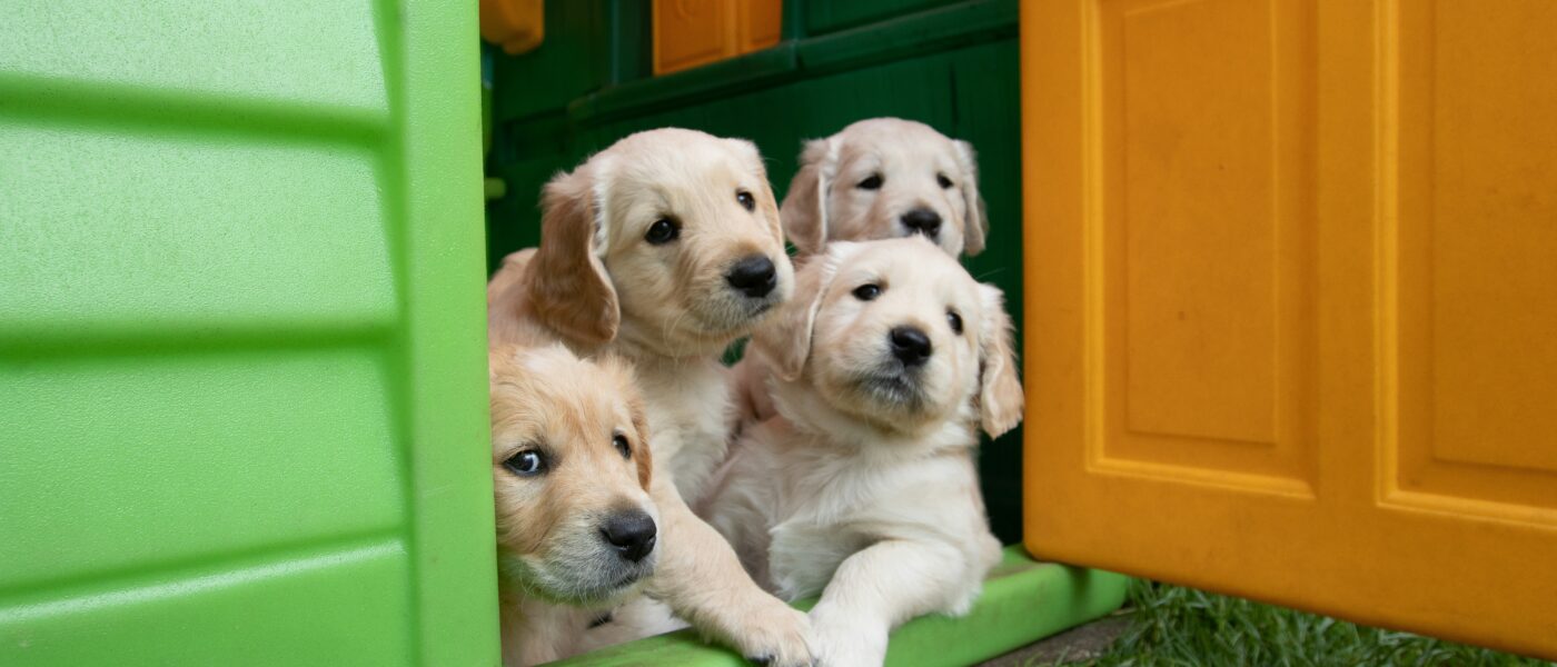 Beyond Petting: A Risk-Managed Method for Socializing Your New Puppy