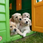 how to introduce a puppy