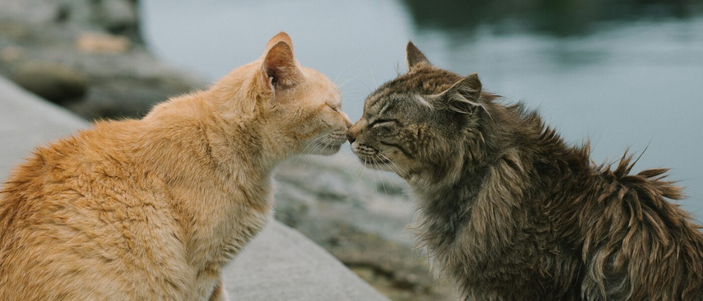 Stop the Hissing: A Territory-First Method for Introducing Two Cats