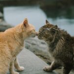 how to introduce two cats