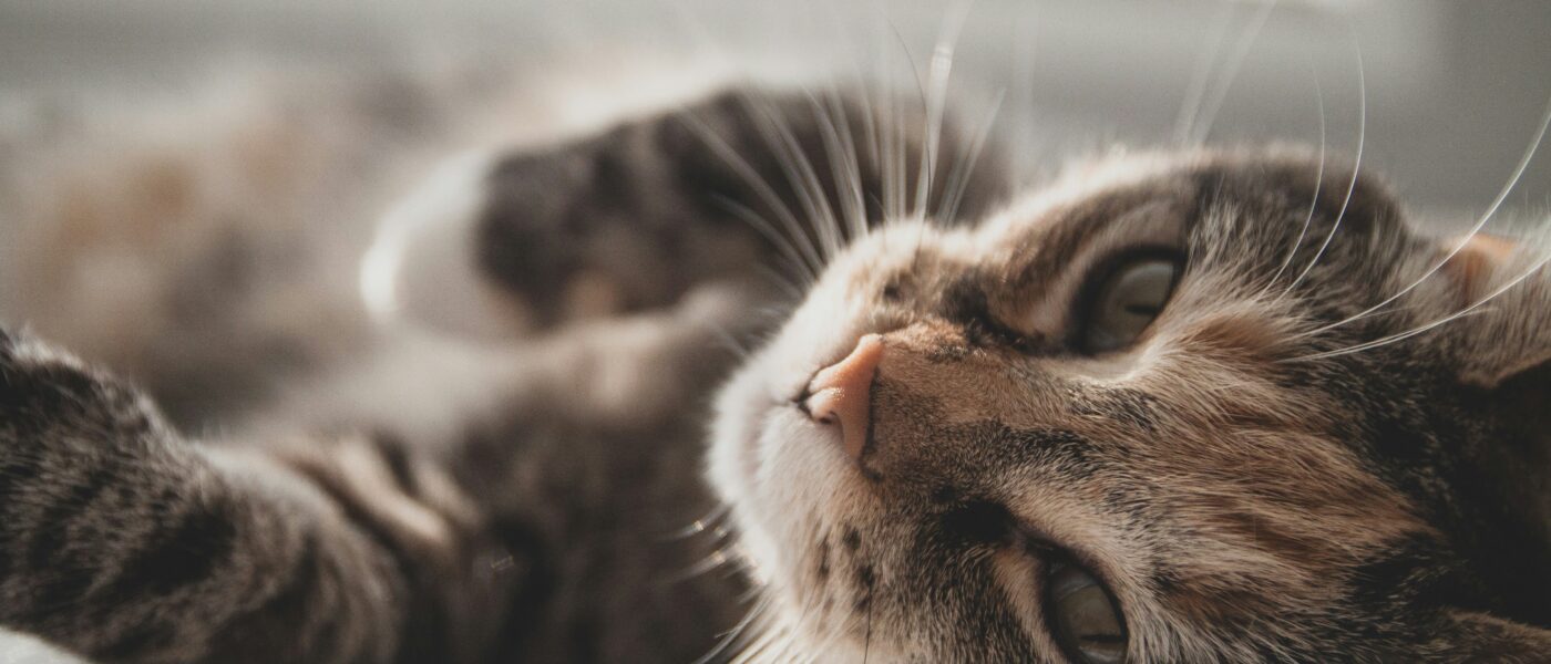 Indoor Hunter: Exactly How to Mentally Stimulate a Cat Safely