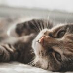 how to mentally stimulate a cat