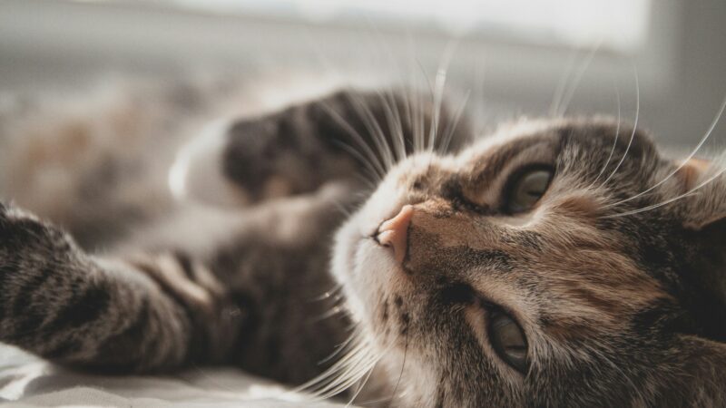 how to mentally stimulate a cat