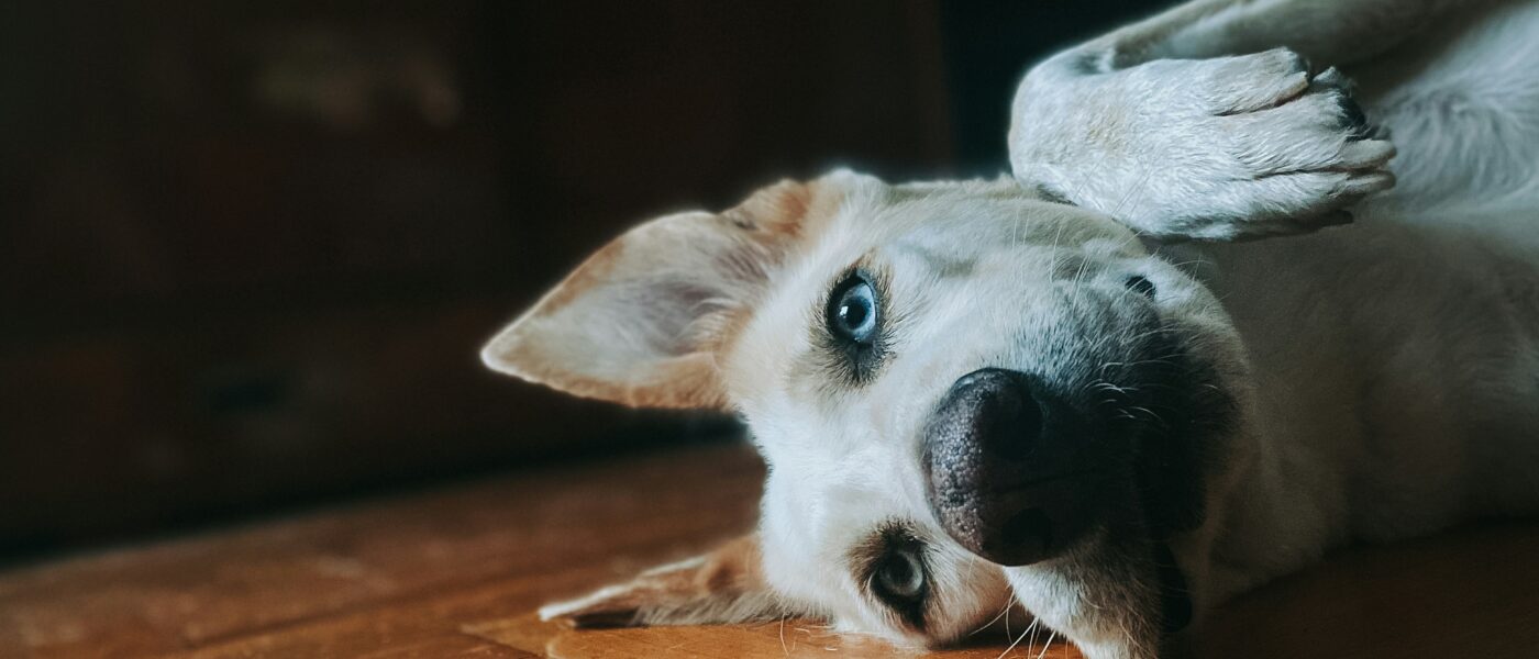Boredom Busters: Exactly How to Mentally Stimulate a Dog