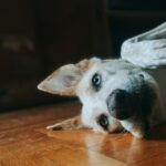 how to mentally stimulate a dog