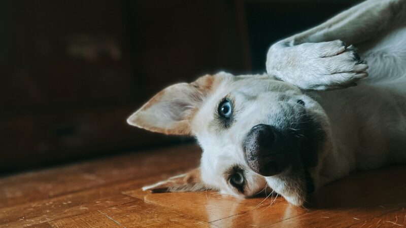 how to mentally stimulate a dog