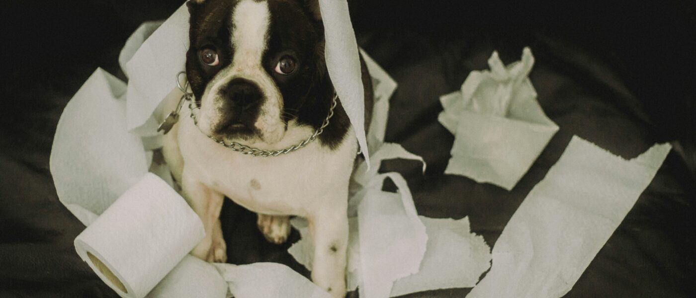 Accident-Free: Exactly How to Potty Train a Puppy Fast
