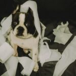 how to potty train a puppy