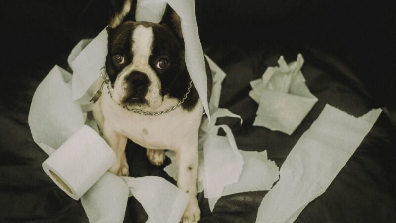 how to potty train a puppy
