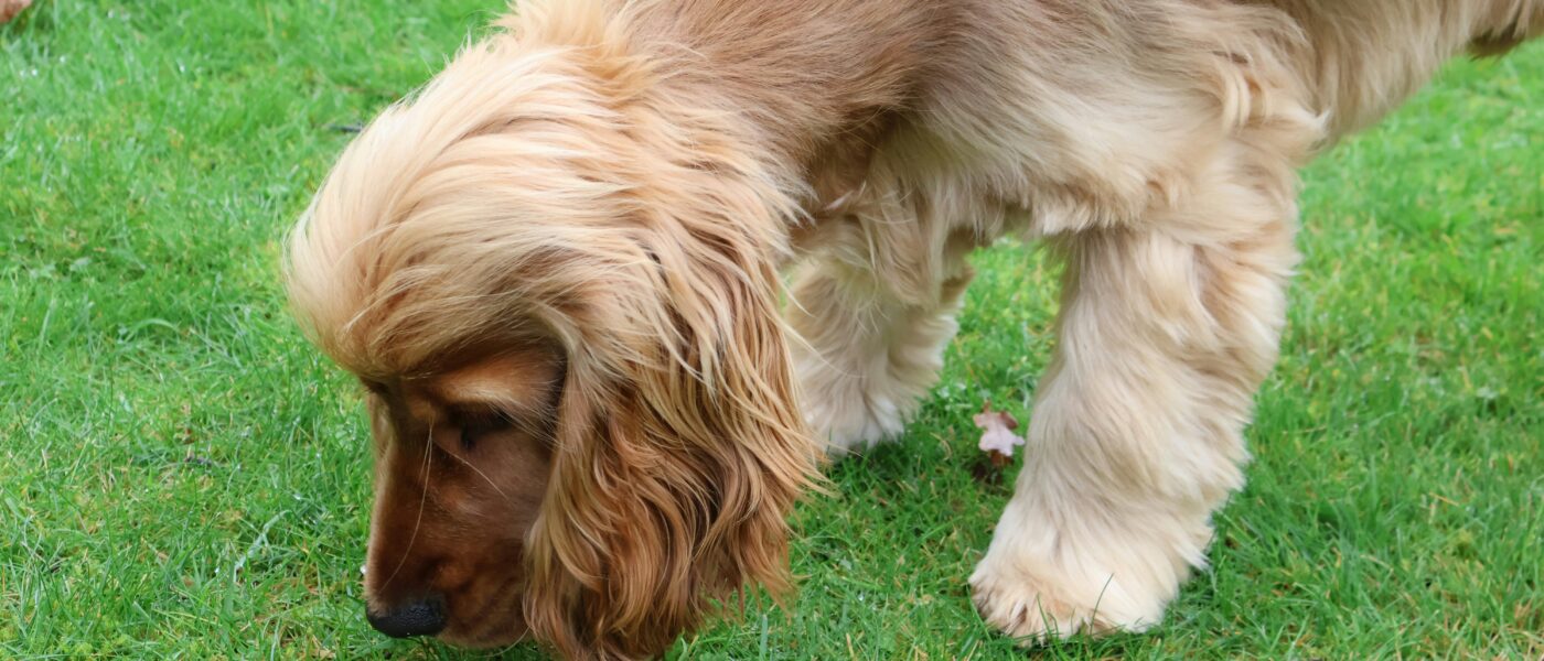 Coprophagia Explained: Exactly How to Stop a Dog From Eating Poop