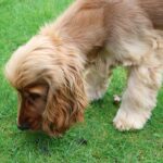 how to stop a dog from eating poop