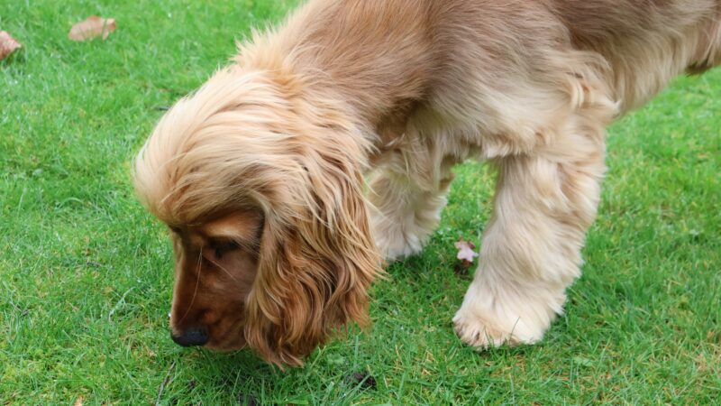 how to stop a dog from eating poop