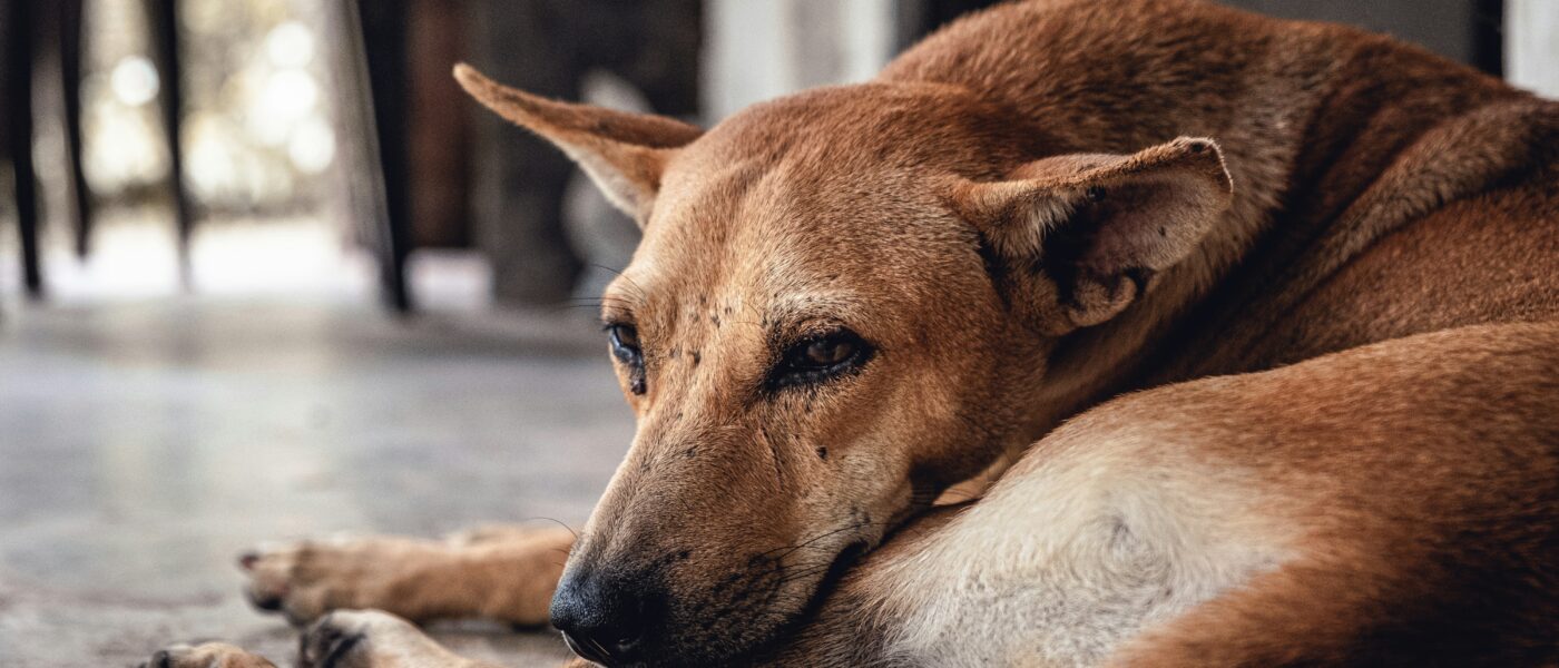 Silent Suffering: Exactly How to Tell If Your Dog Is in Pain