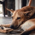 how to tell if your dog is in pain