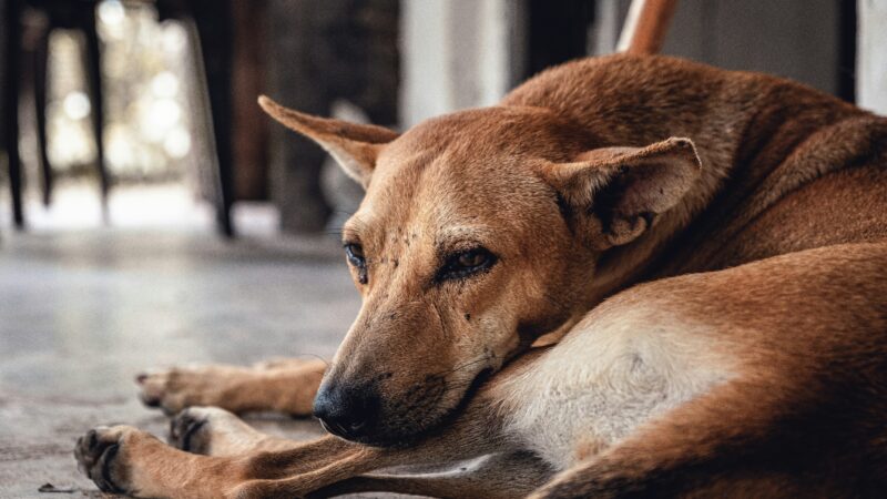 how to tell if your dog is in pain