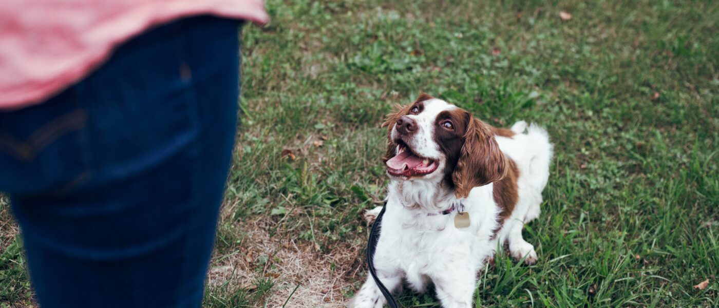 Clear Communication: Exactly How to Train a Dog From Scratch