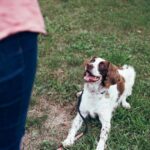 how to train a dog