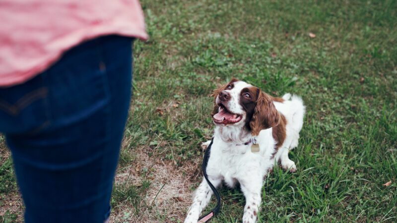 how to train a dog