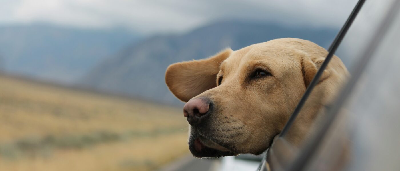 Paws on the Road: Exactly How to Travel With Your Dog Safely