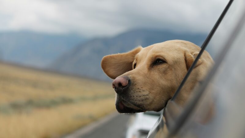 how to travel with your dog
