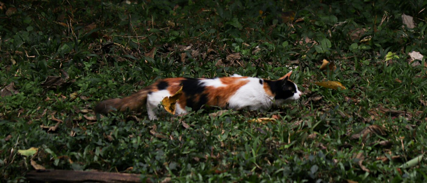 Unwanted Gifts: Why Cats Bring Dead Animals Home to You