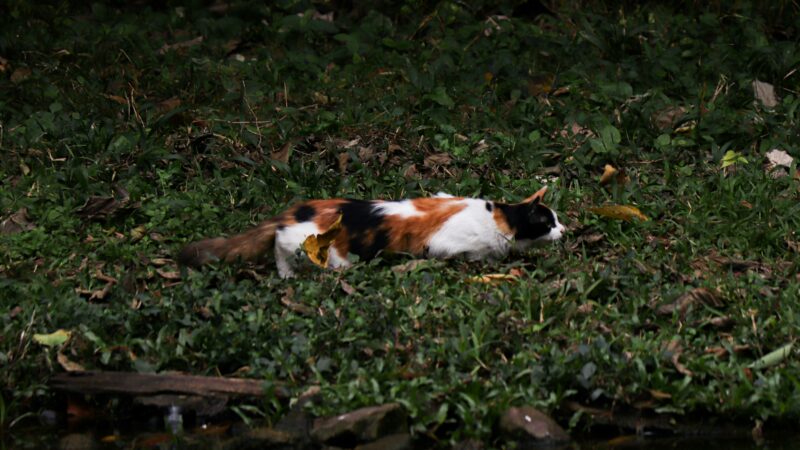 why cats bring dead animals