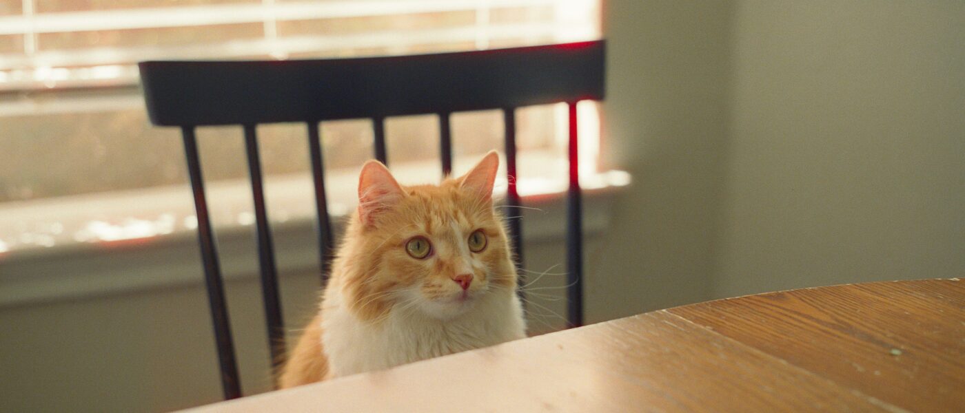 Gravity Check? Why Cats Knock Things Off Tables and Counters