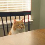 why cats knock things off tables