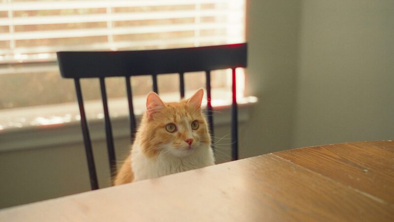 why cats knock things off tables