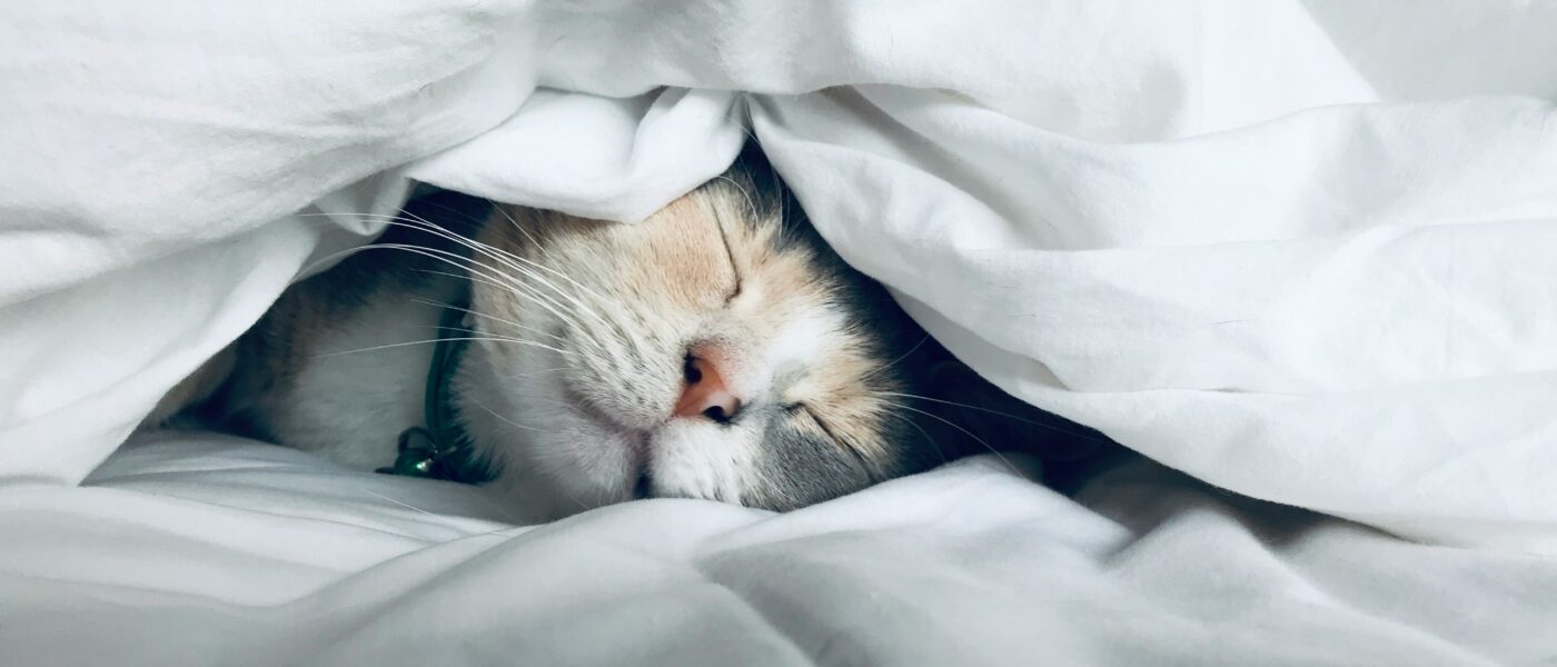 Feline Slumber: Exactly Why Cats Sleep So Much Explained