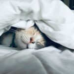 why cats sleep so much