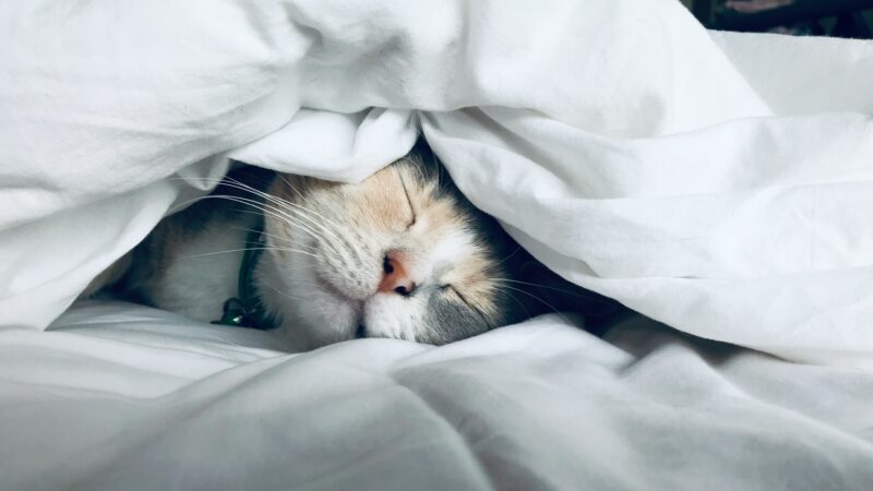 why cats sleep so much