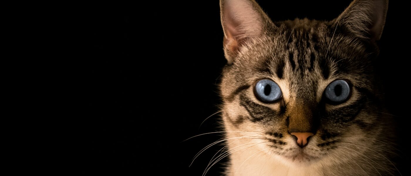 Phantom Sights: Why Do Cats Stare at Blank Walls and Nothing?