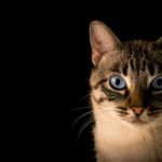why cats stare at nothing