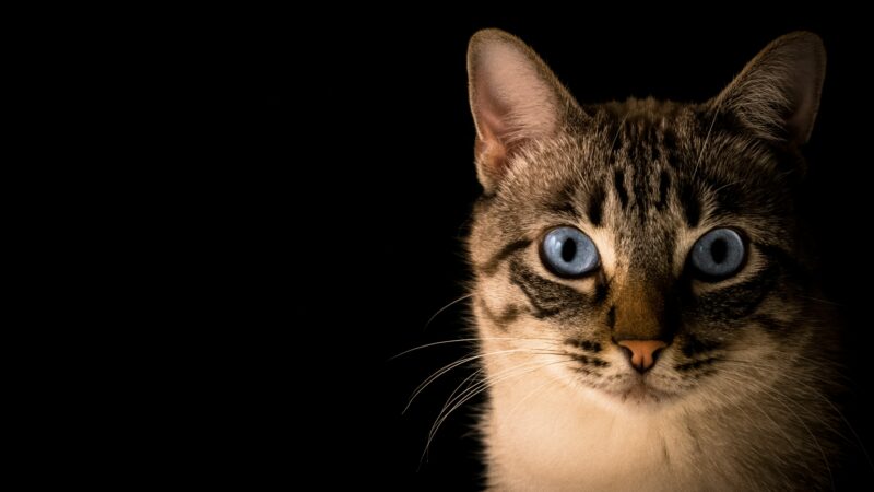 why cats stare at nothing