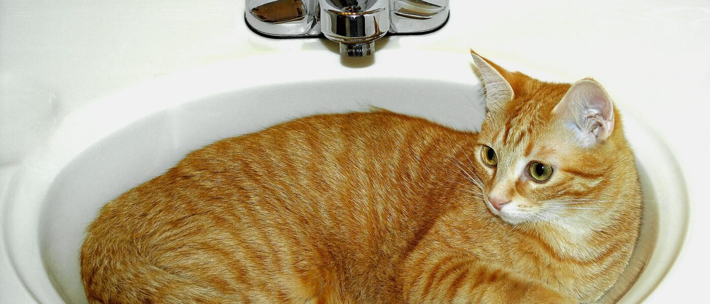 Feline Physics: Why Do Cats Hate Water and Bath Time So Much?