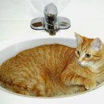 why do cats hate water