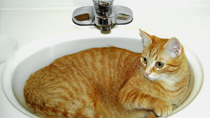why do cats hate water