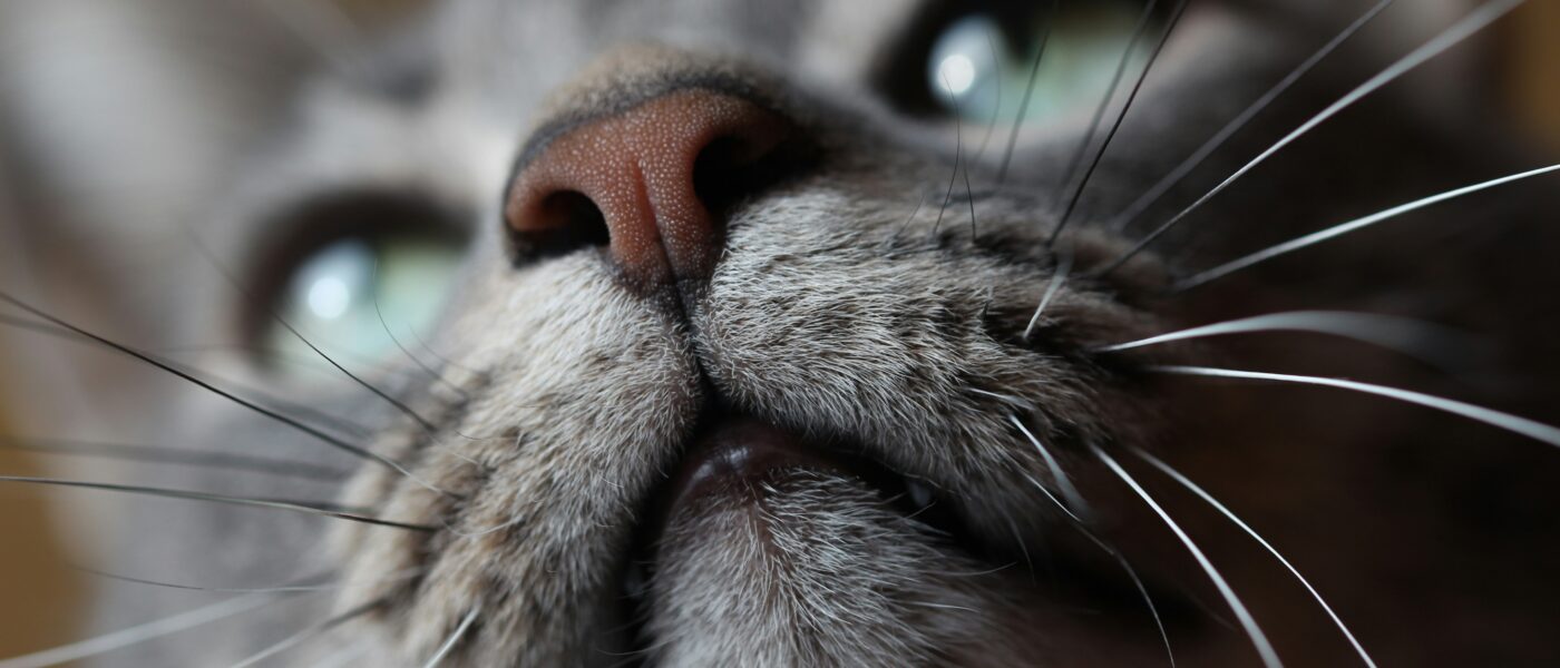 The Healing Frequency: The Hidden Reasons Why Cats Purr
