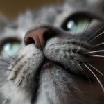 why do cats purr
