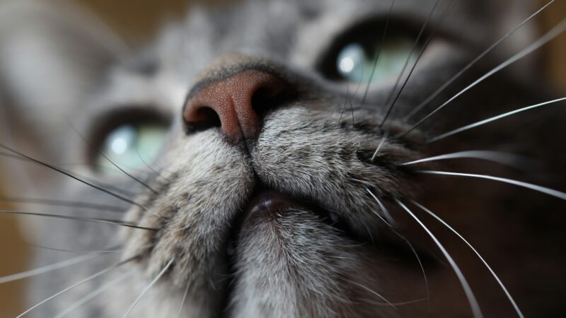 why do cats purr