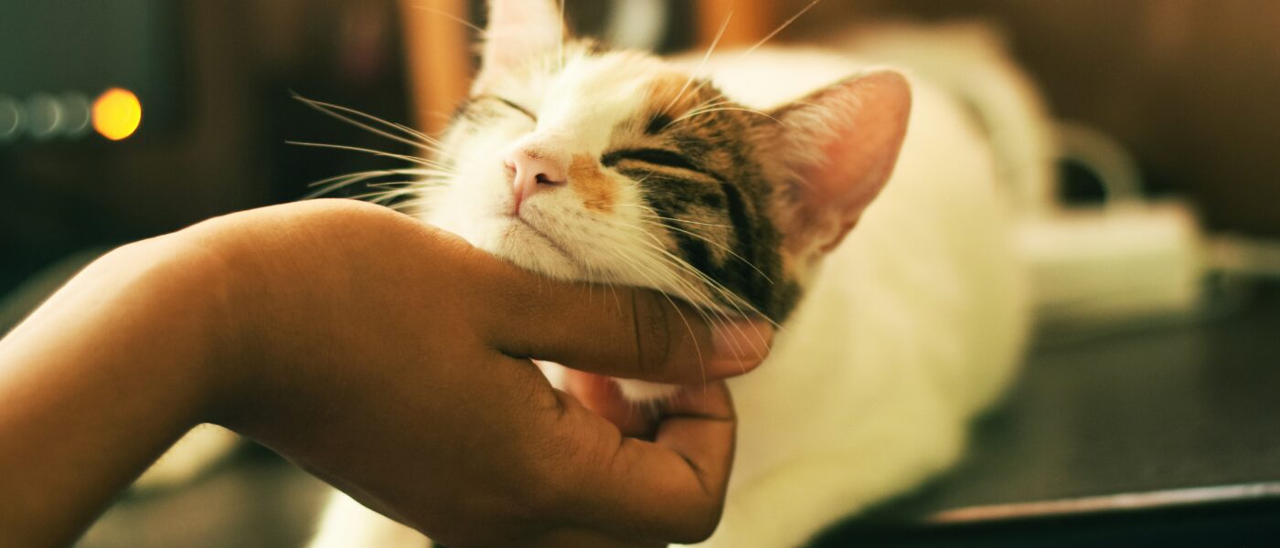 Deciphering Feline Love: Why Do Cats Rub Against You?