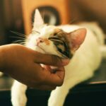 why do cats rub against you