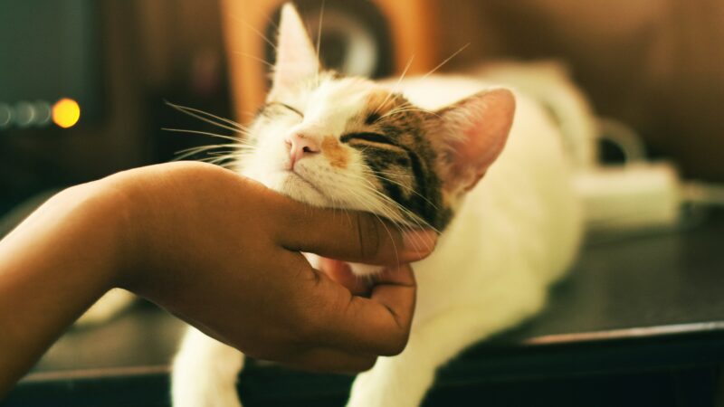 why do cats rub against you
