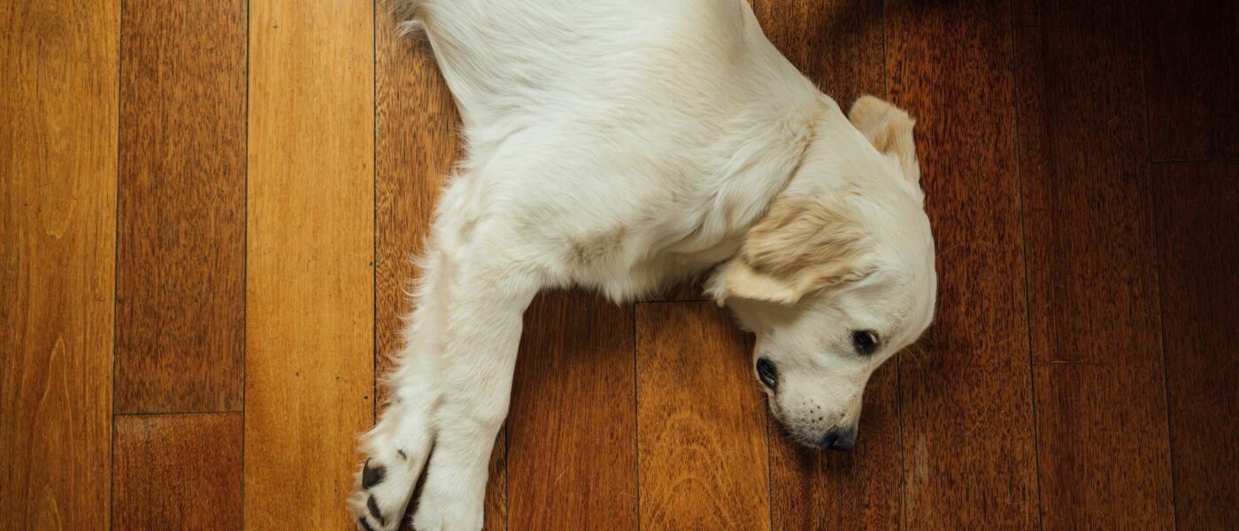 The Bedmaking Routine: Unpacking Why Your Dog Circles Before Bed