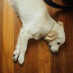 why do dogs circle before lying down